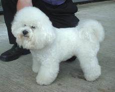 Bichon fris� - Bichon � poil fris�